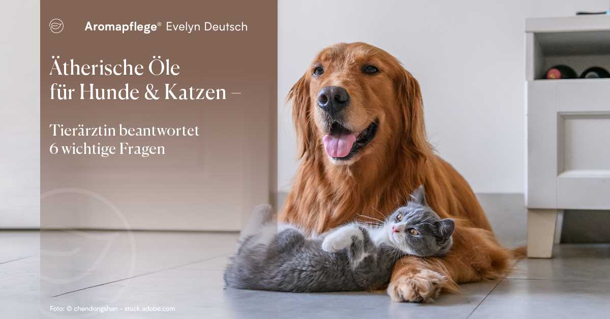 Giftige ätherische Öle für Katzen