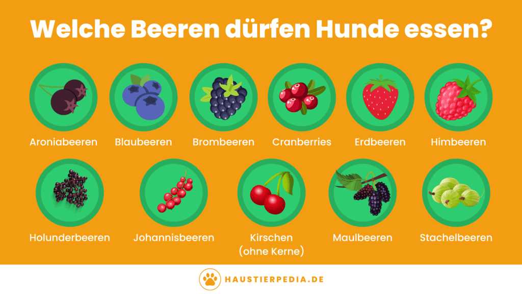 1. Giftige Beeren für Hunde