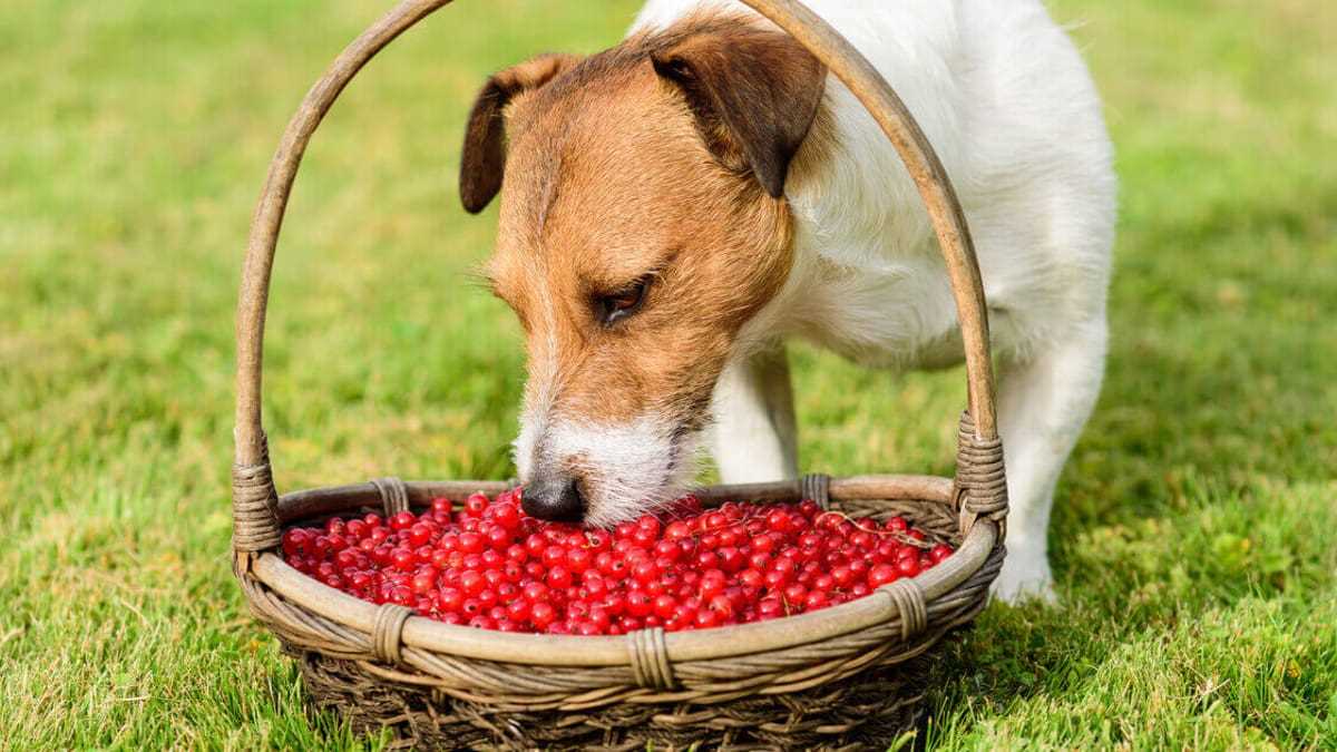 Welche Beeren dürfen Hunde essen: Eine Liste sicherer Optionen