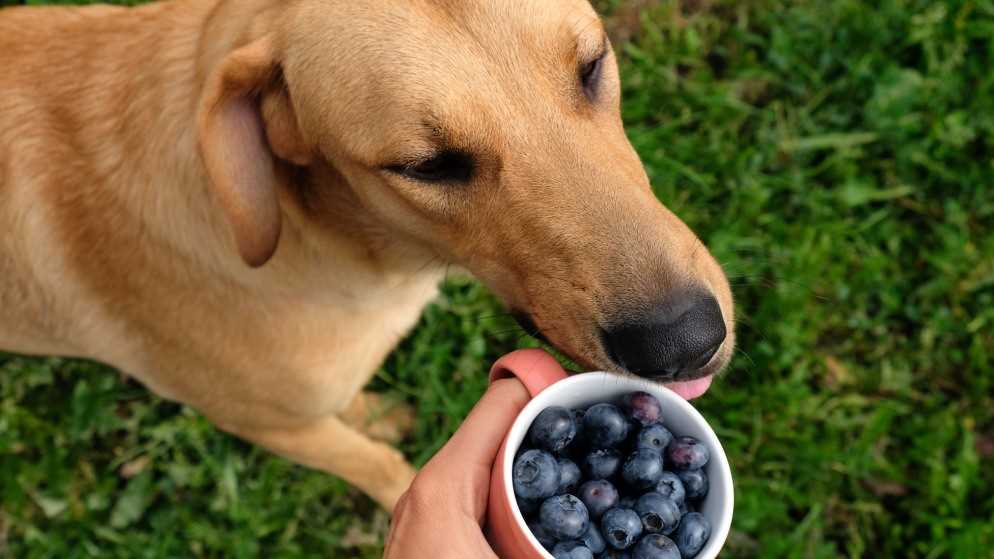 Brombeeren