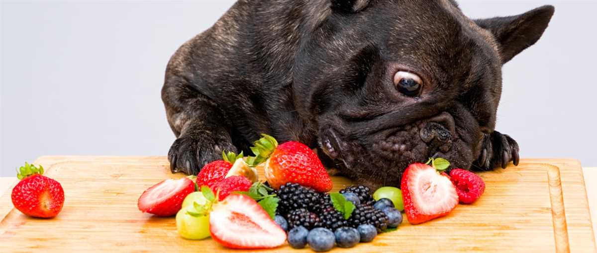 Sichere Beeren für Hunde