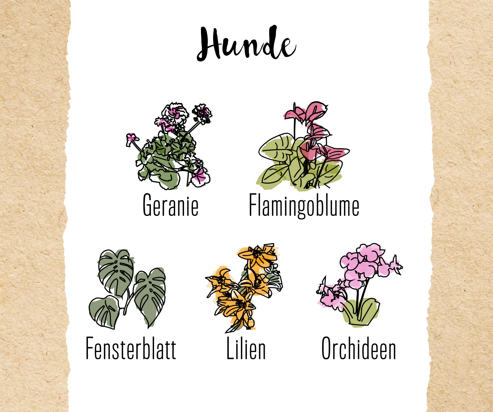 Welche Blumen sind giftig für Hunde? Gefahren und Empfehlungen