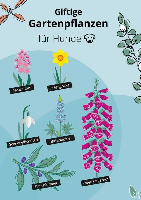 Erste Hilfe für vergiftete Hunde