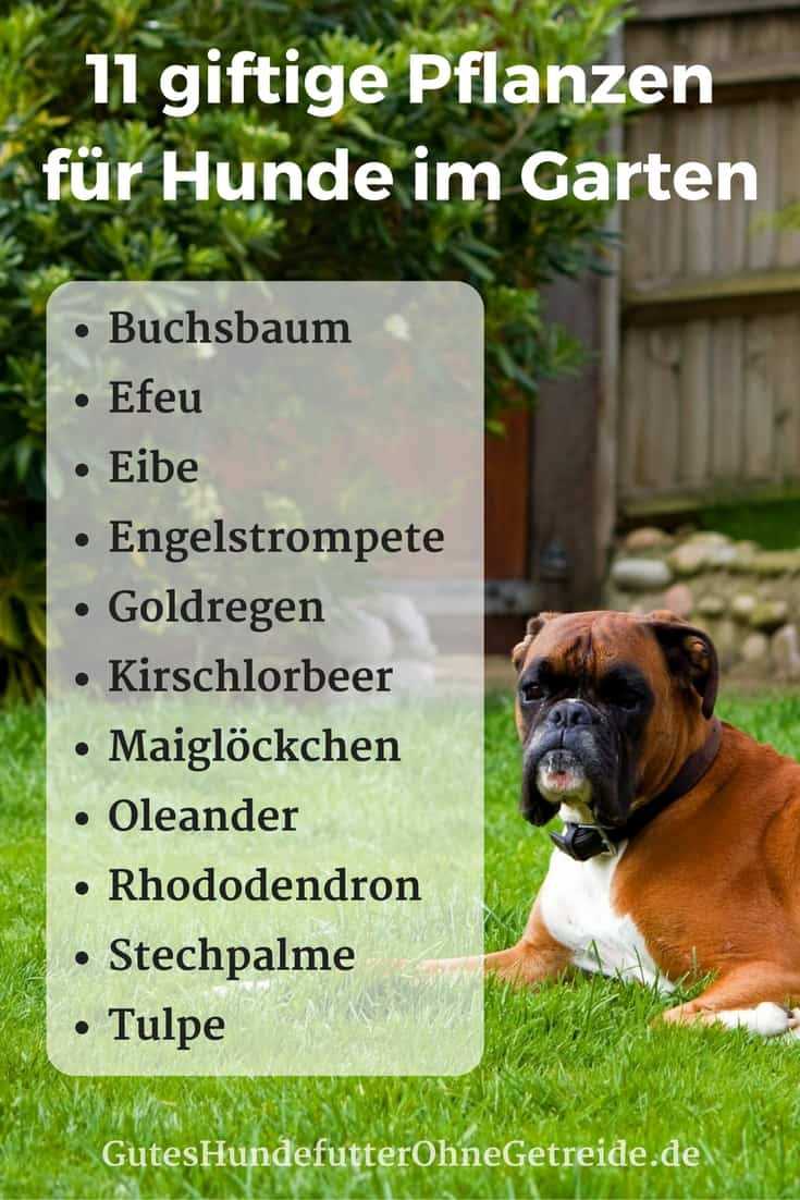 3. Untersuchen Sie den Mund des Hundes