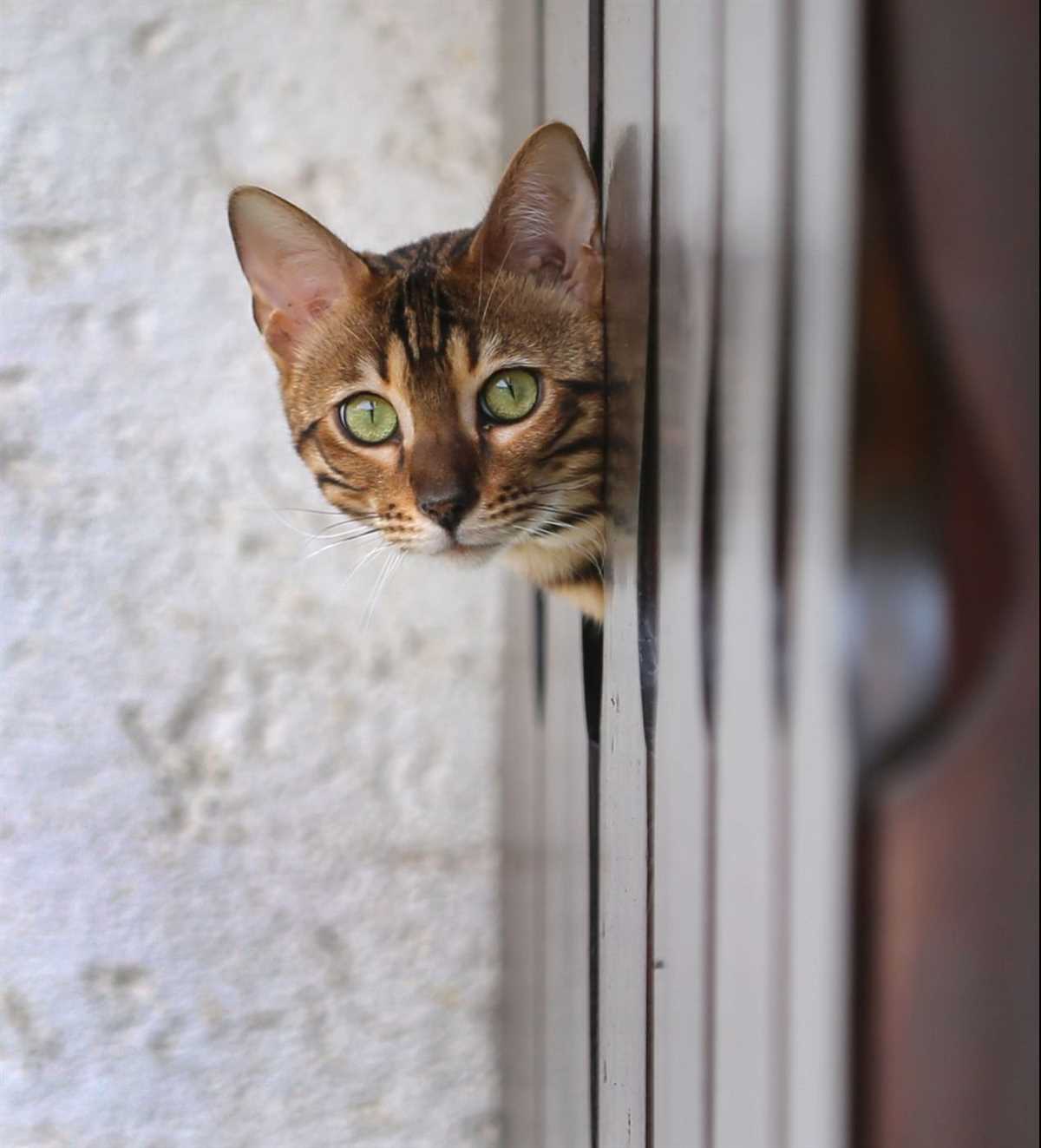 Farbwahrnehmung bei Katzen