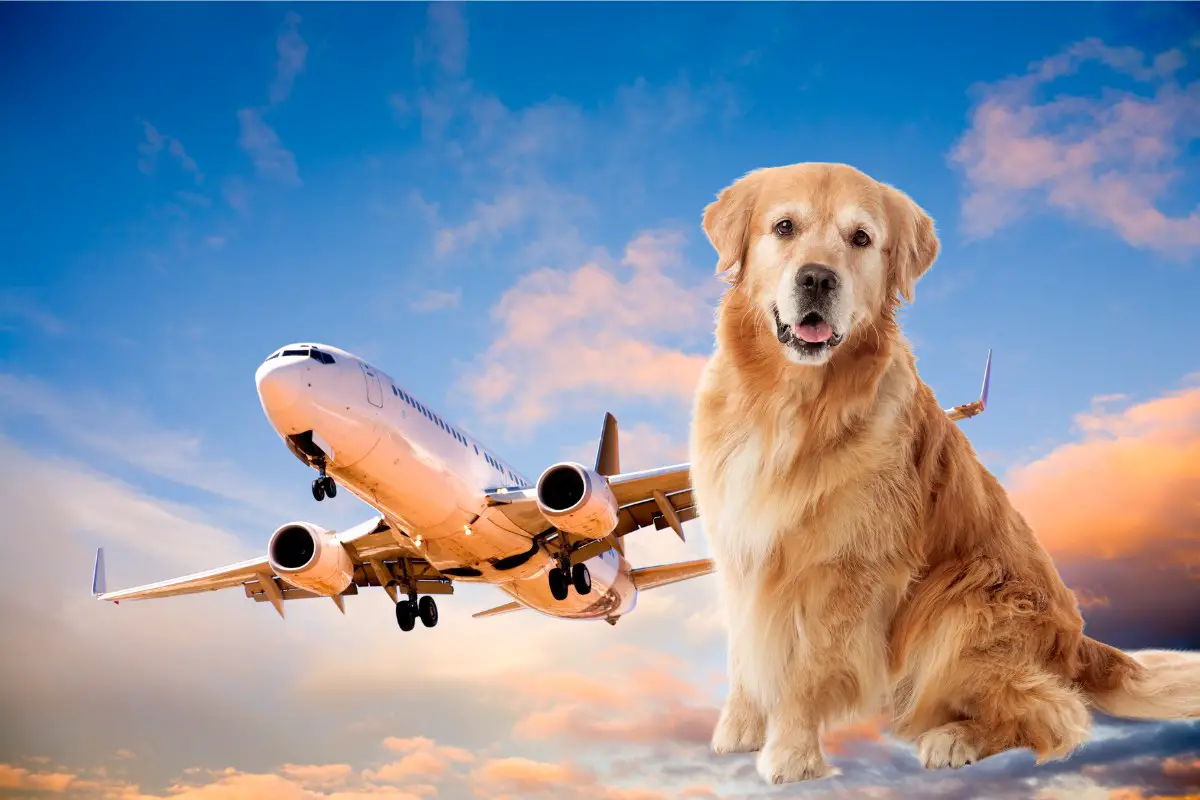 Swiss International Air Lines: Perfekte Lösung für Hundebesitzer mit Tieren bis 15 kg