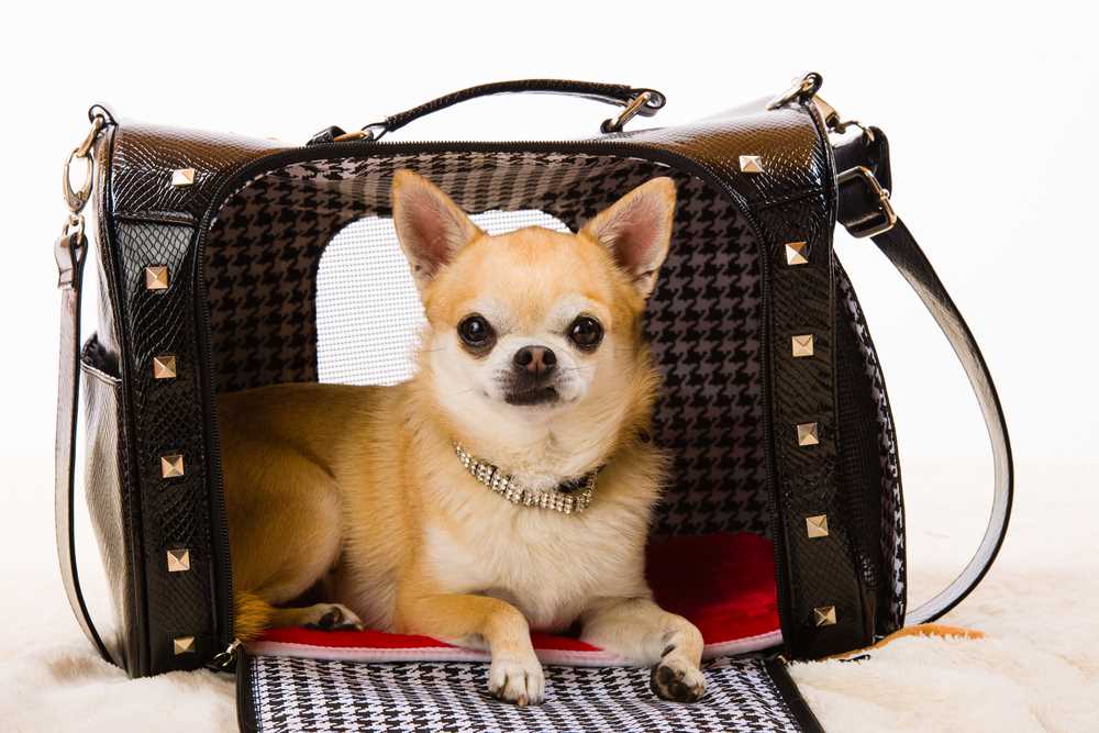 Vergleich der besten Optionen für Flugreisen mit Ihrem Hund