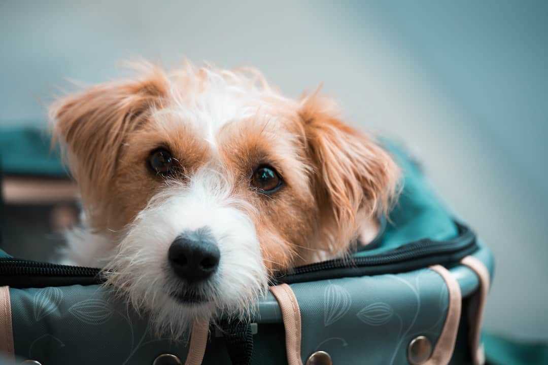 Transportoptionen für Hunde mit Swiss International Air Lines