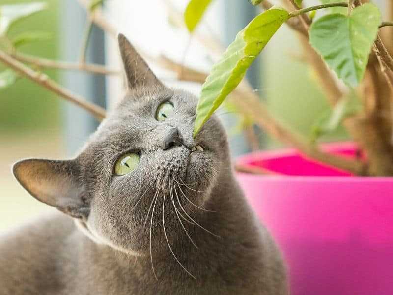 Beliebte Ziergräser für das Katzenzuhause