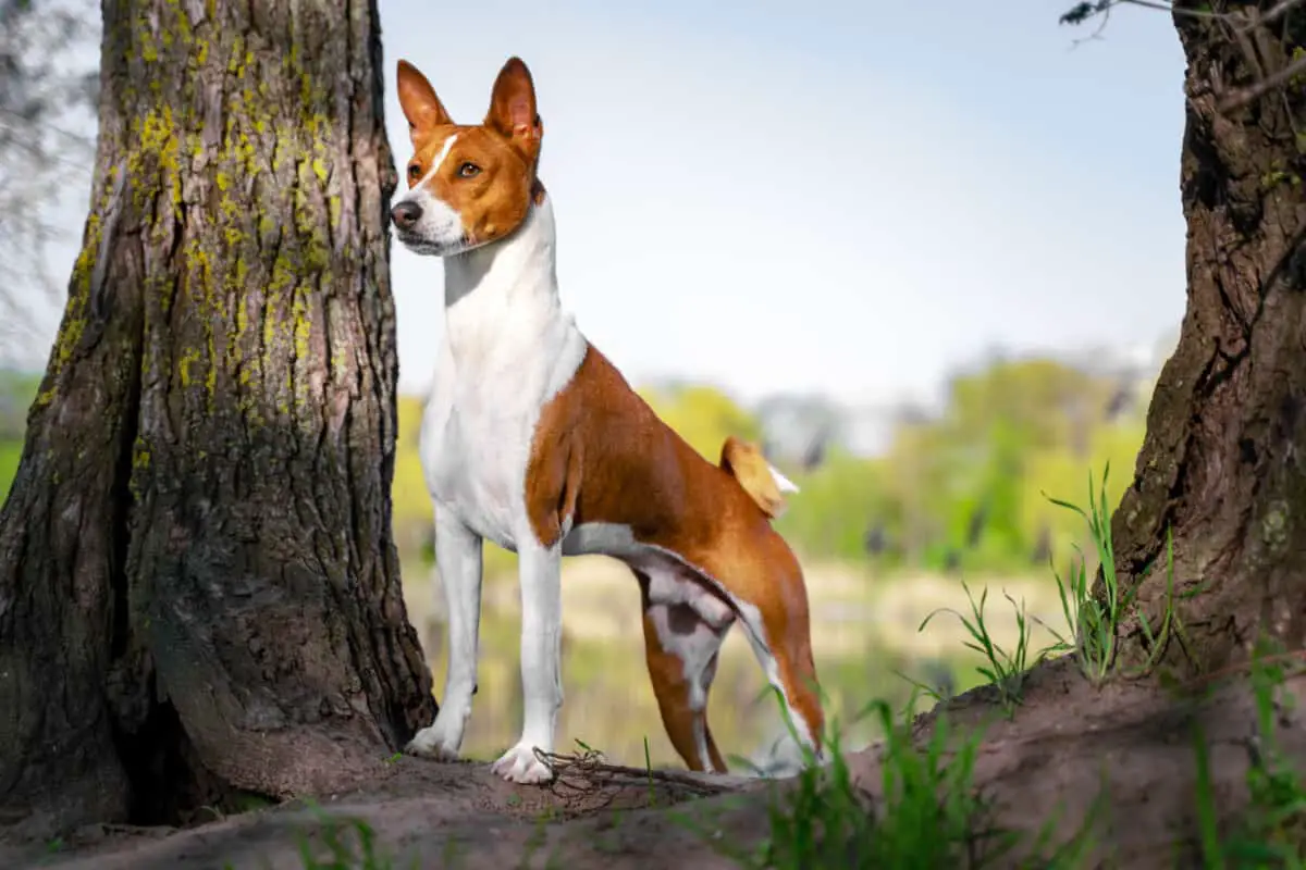 Welche Hunde bellen nicht: Ruhige Hunderassen für ein geräuschloses Zuhause