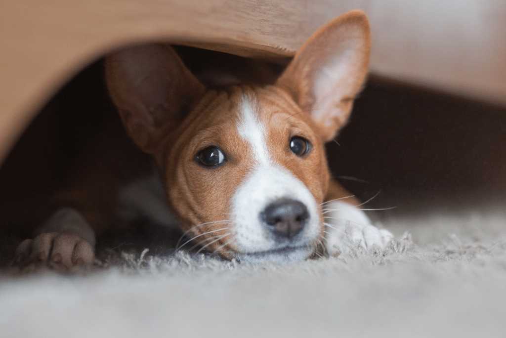 1. Basenji