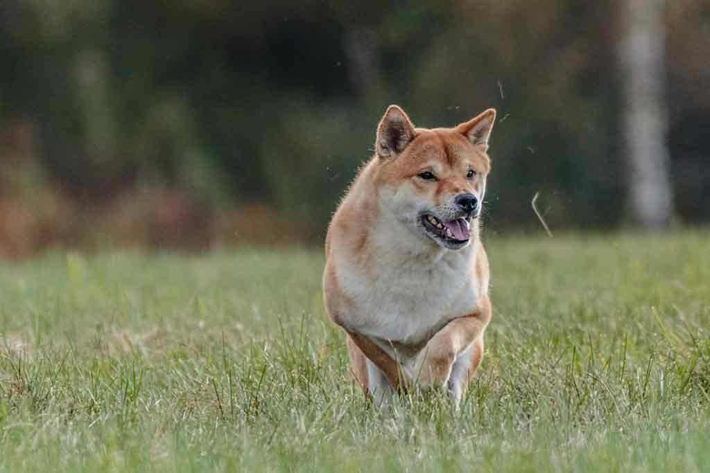 Welche Hunde bellen wenig: Die ruhigsten Hunderassen für ein leises Zuhause