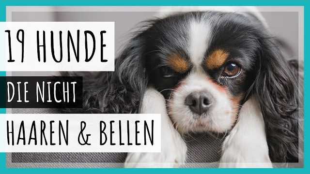 1. Berner Sennenhund