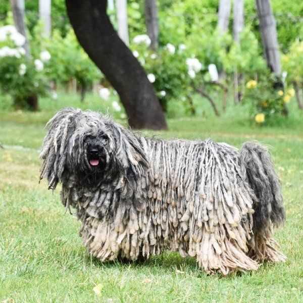 Welche Hunde haaren am meisten: Eine Liste der rasse mit höchstem Haarausfall