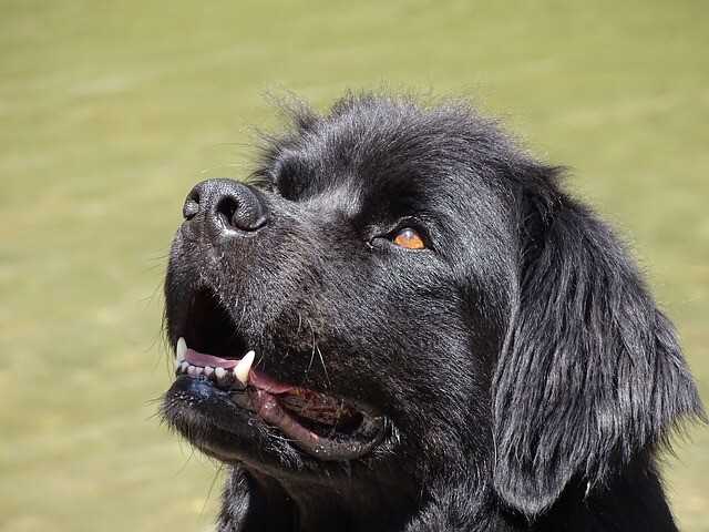 4. Chesapeake Bay Retriever