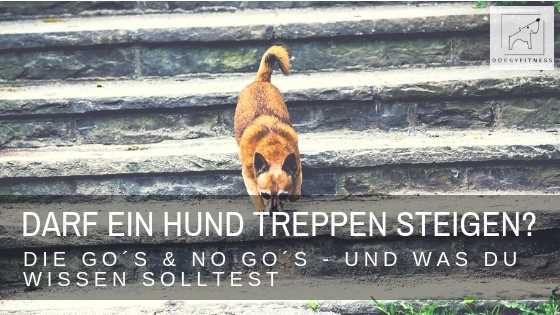 Wie man Treppensicherheit für Hunde gewährleistet