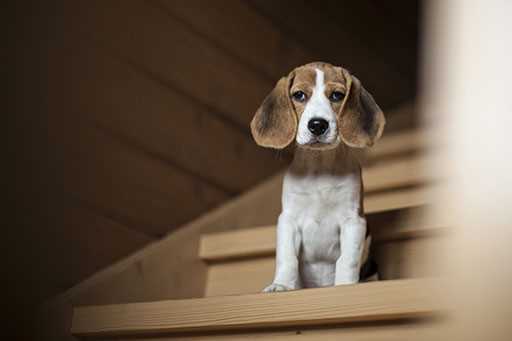 Welche Hunde sollten keine Treppen steigen? – Tipps und Ratschläge