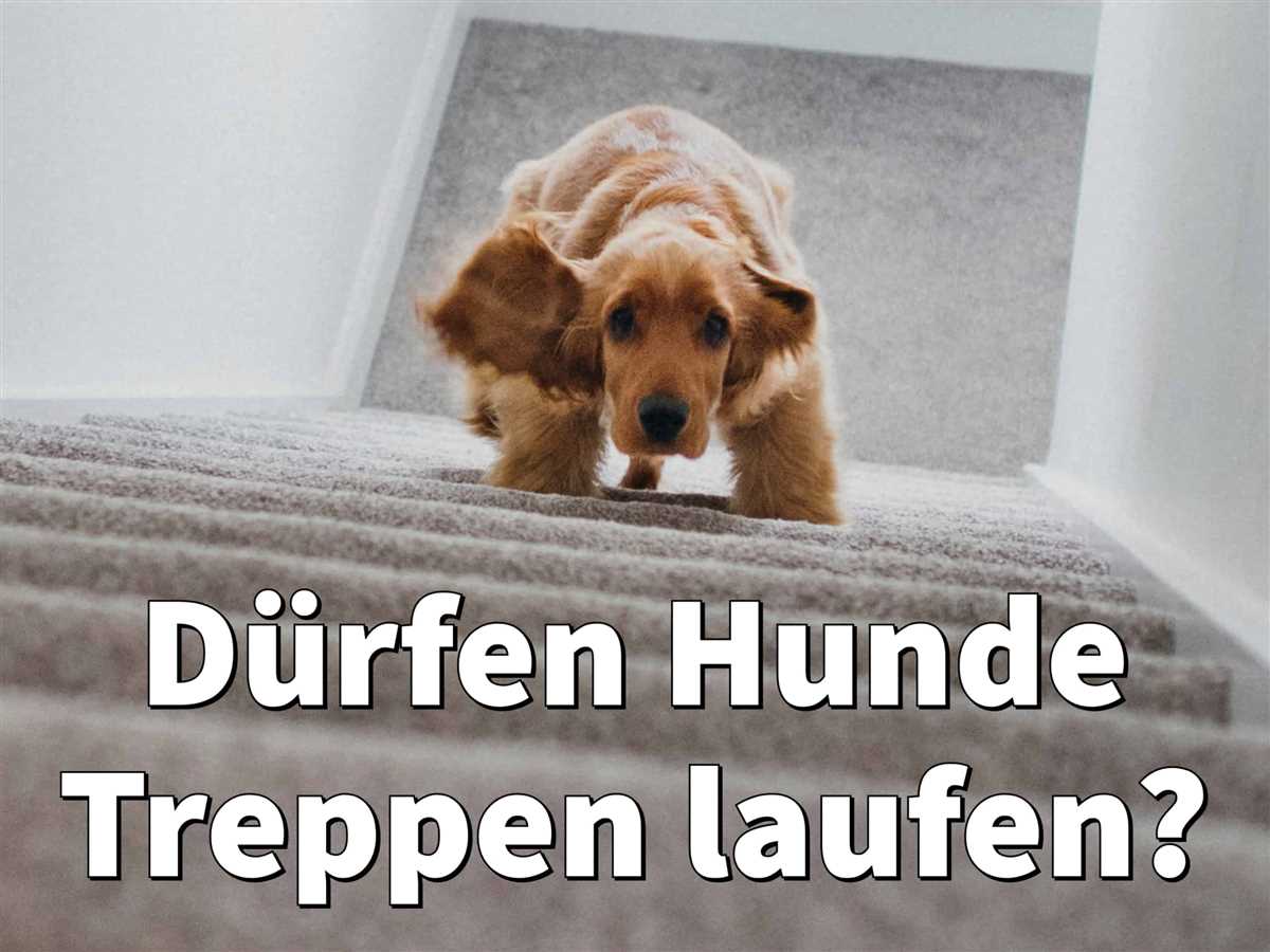 Tipps und Ratschläge für Hunde mit Gelenkproblemen