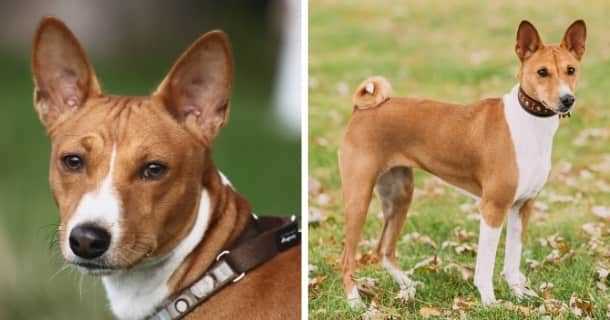 Kleine Hunderassen mit gutem Geruchssinn