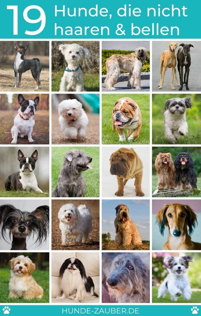 Welche Hunde Haaren Nicht Eine Liste Von Nicht Haarenden Hunderassen Welche Hunde Haaren Nicht Eine Liste Von Nicht Haarenden Hunderassen