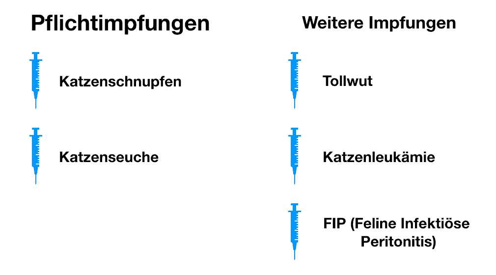 1. Tollwutimpfung