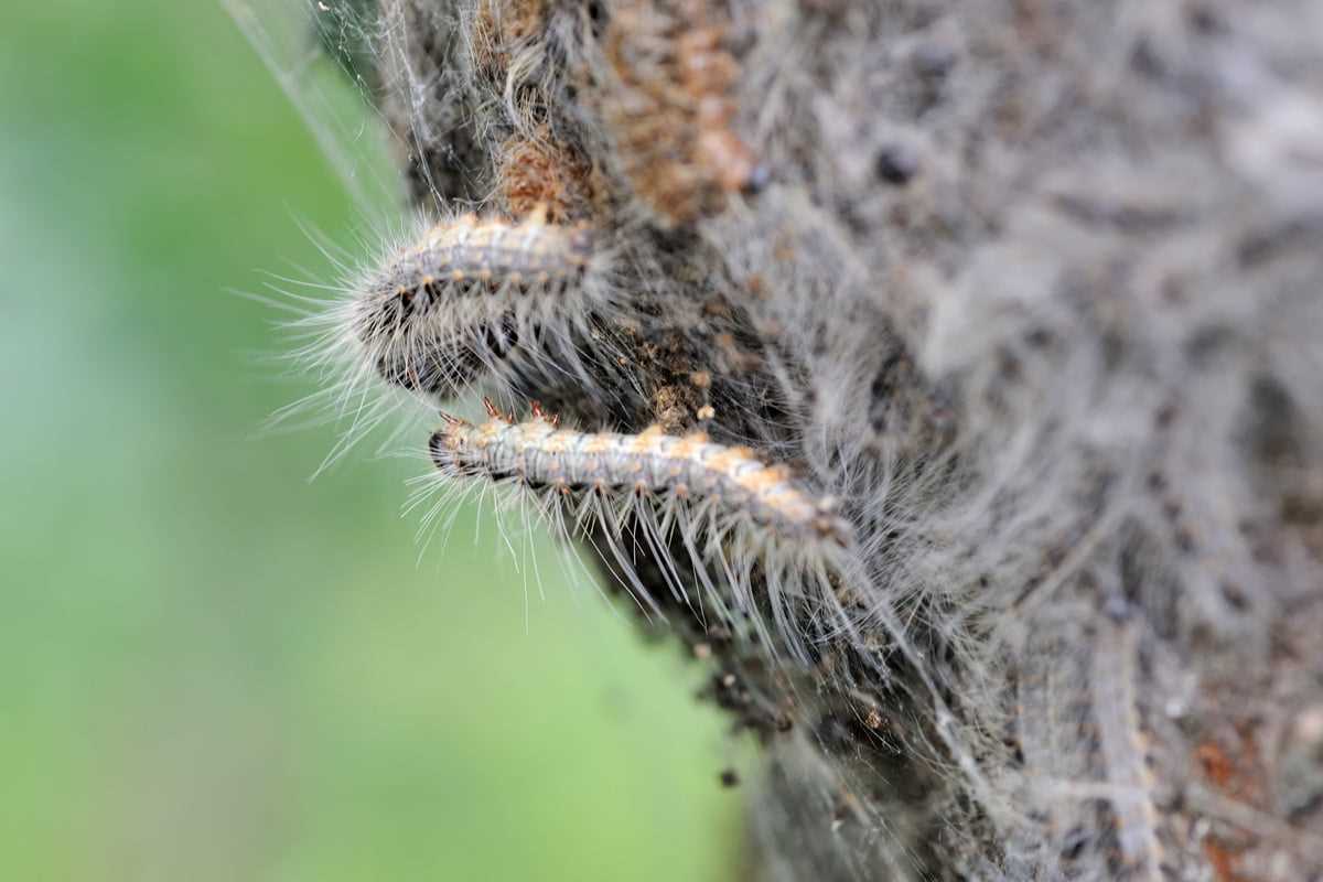 1. Insekten fernhalten