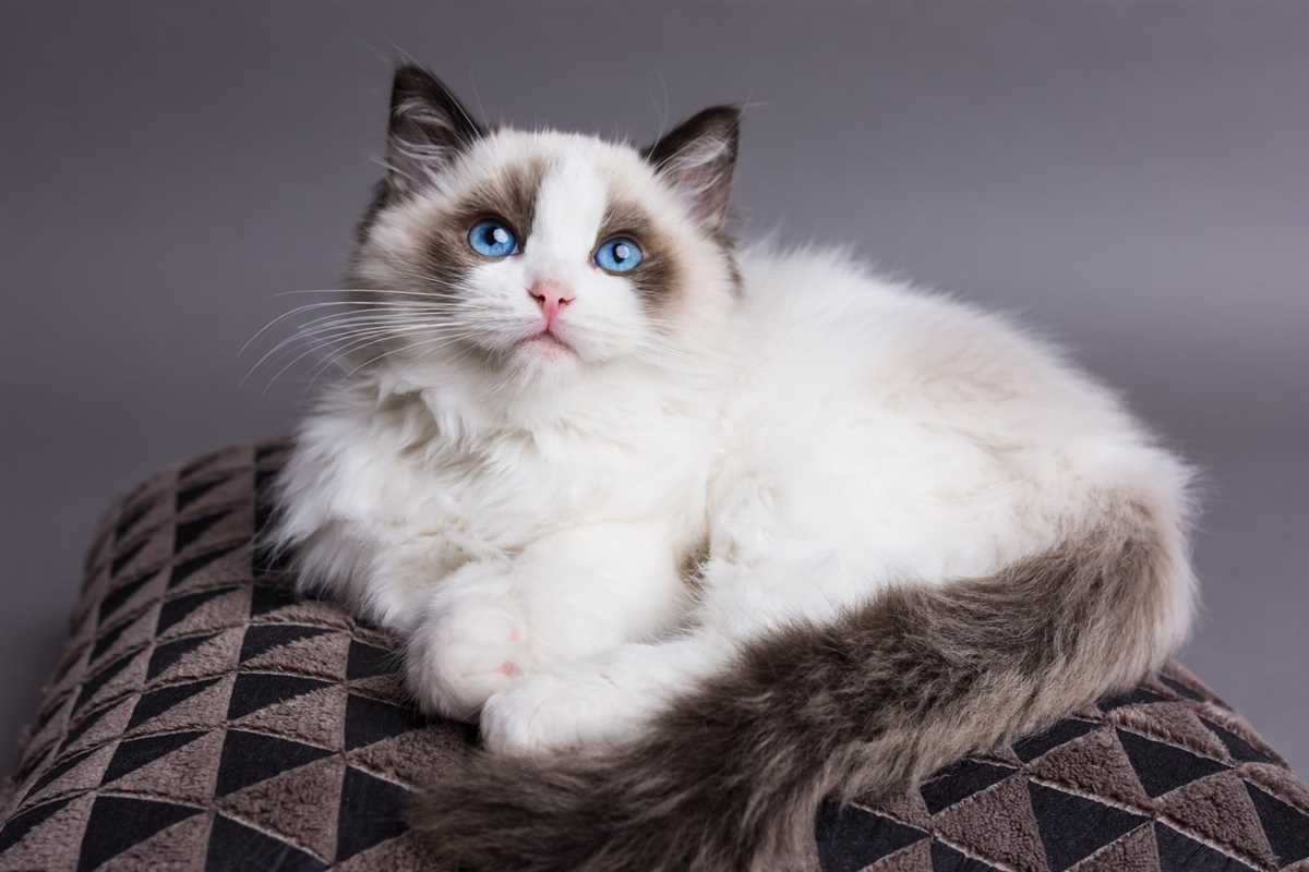 3. Ragdoll