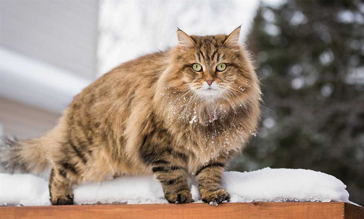 Welche Katzen sind für Allergiker geeignet? Tipps und Empfehlungen