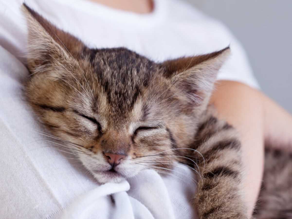 Welche Katzen sind verschmust? Erfahren Sie, welche Rassen besonders liebevolle Kuschelkatzen sind