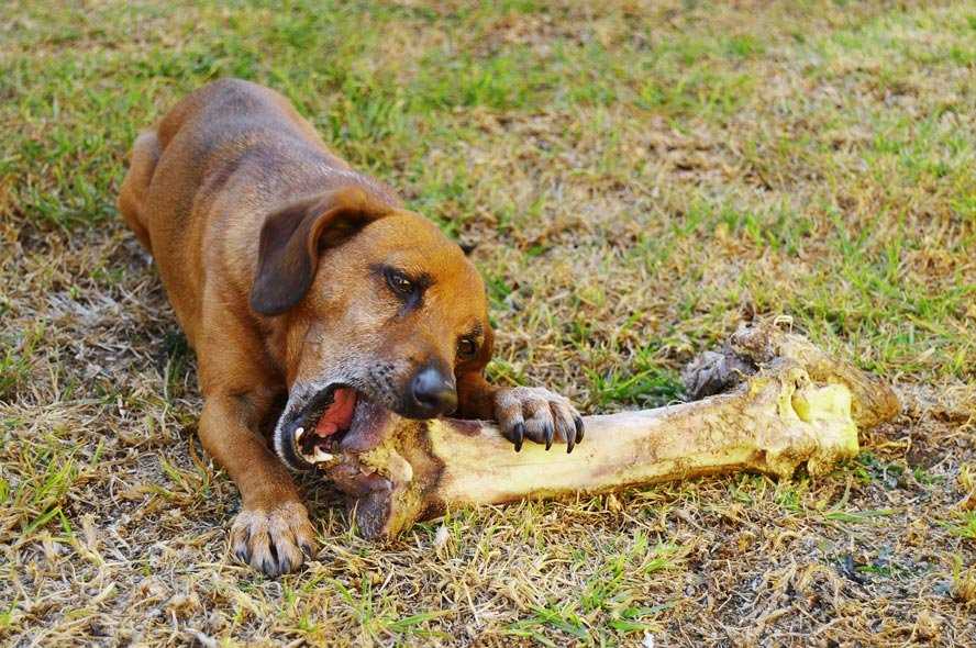 Welche Knochen für Hunde vom Metzger: Eine Anleitung und Tipps