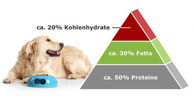 Die Auswirkungen von Kohlenhydraten auf die Gesundheit der Hunde