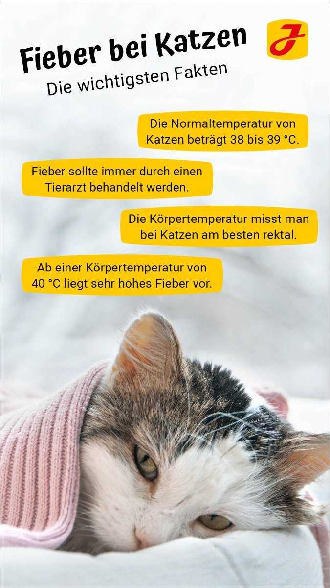 Welche Körpertemperatur haben Katzen? Alles, was Sie wissen müssen