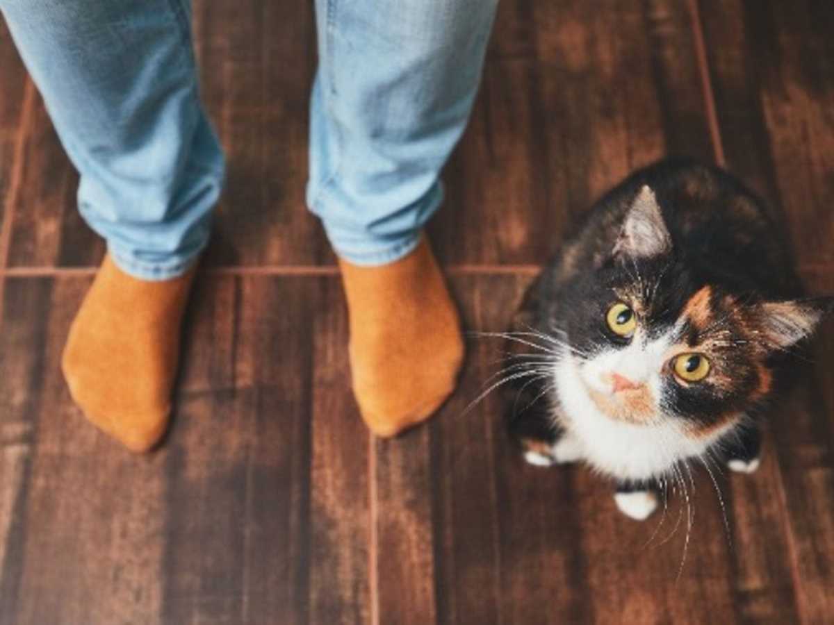 Gefährliche Krankheiten, die Katzen übertragen können