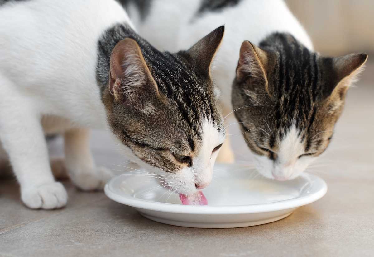 Tipps für den richtigen Milchkonsum bei Katzen