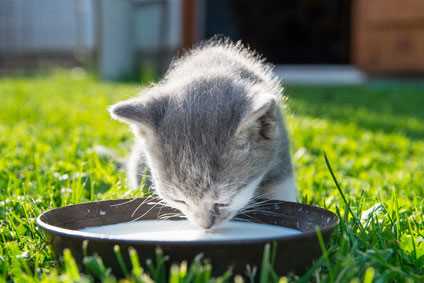 Geeignete Milchalternativen für Katzen