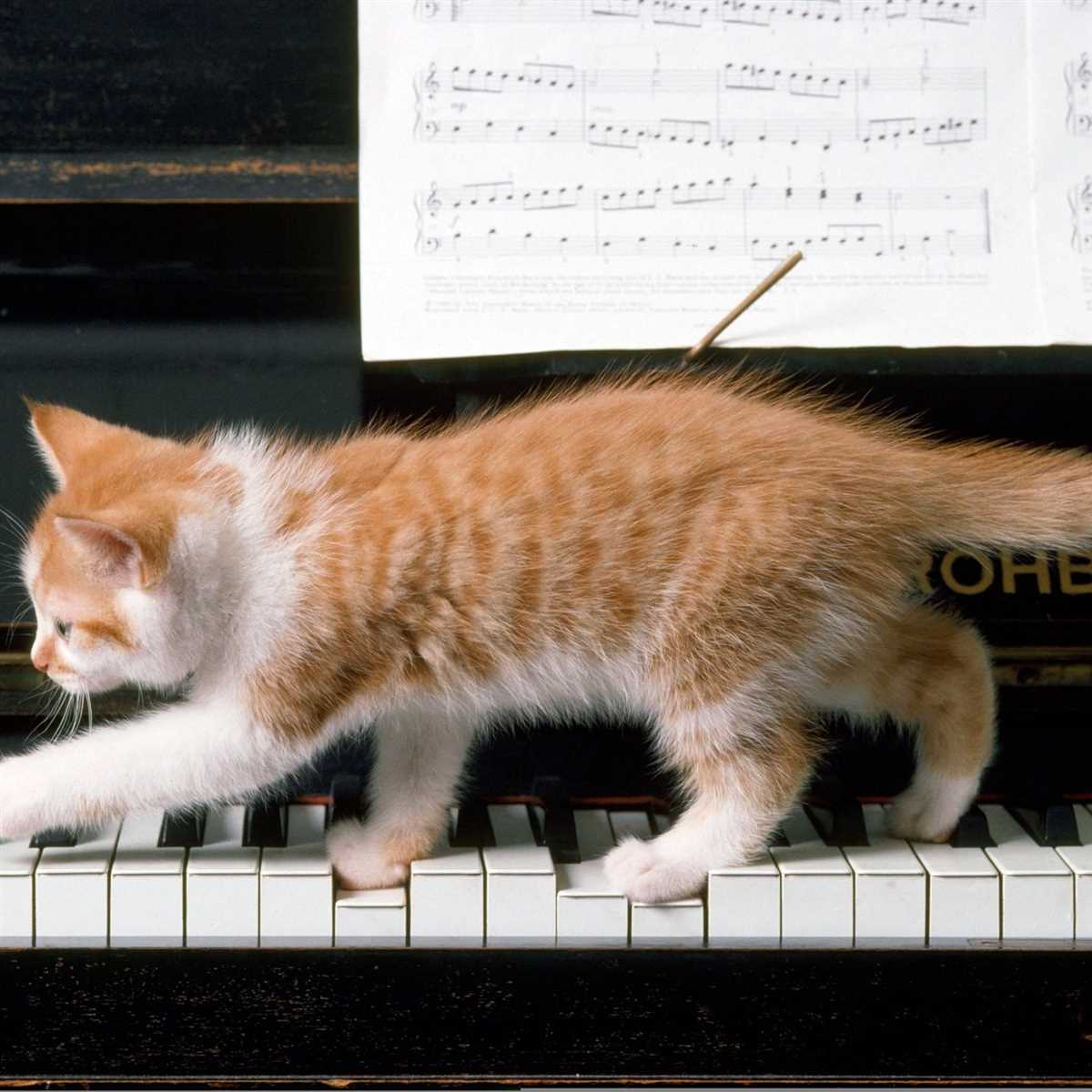 Welche Musik lieben Katzen?