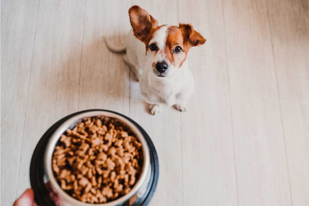 Warum sind Nährstoffe wichtig für Hunde?