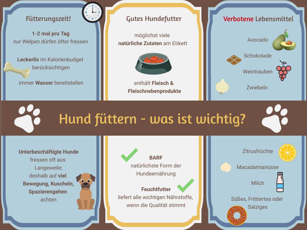 Welche Nährstoffe braucht ein Hund? Alles, was Sie wissen müssen