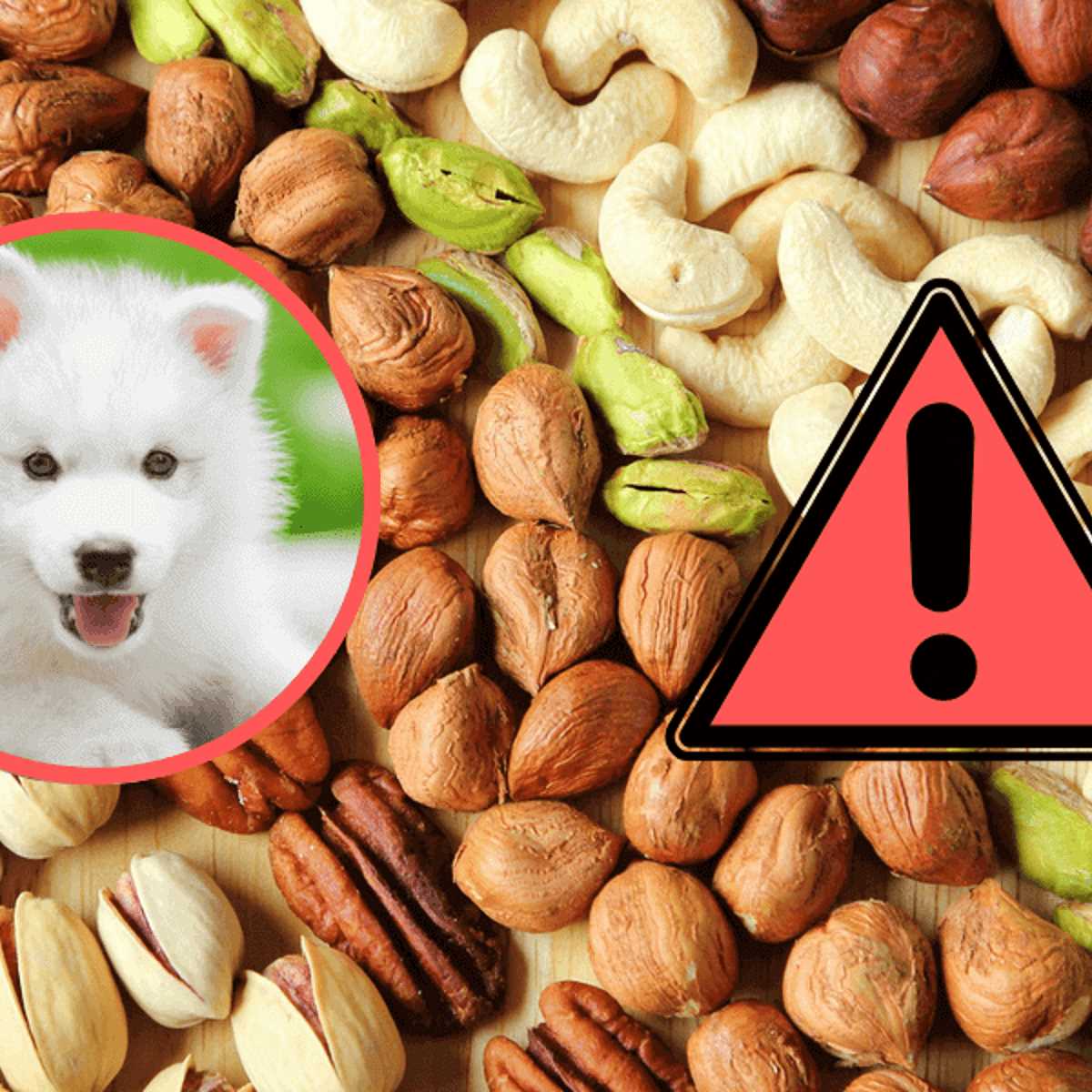 Tipp 2: Giftige Nüsse, die du deinem Hund niemals geben solltest