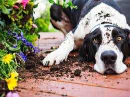 Alternative geeignete Pflanzen für hundefreundliche Gärten