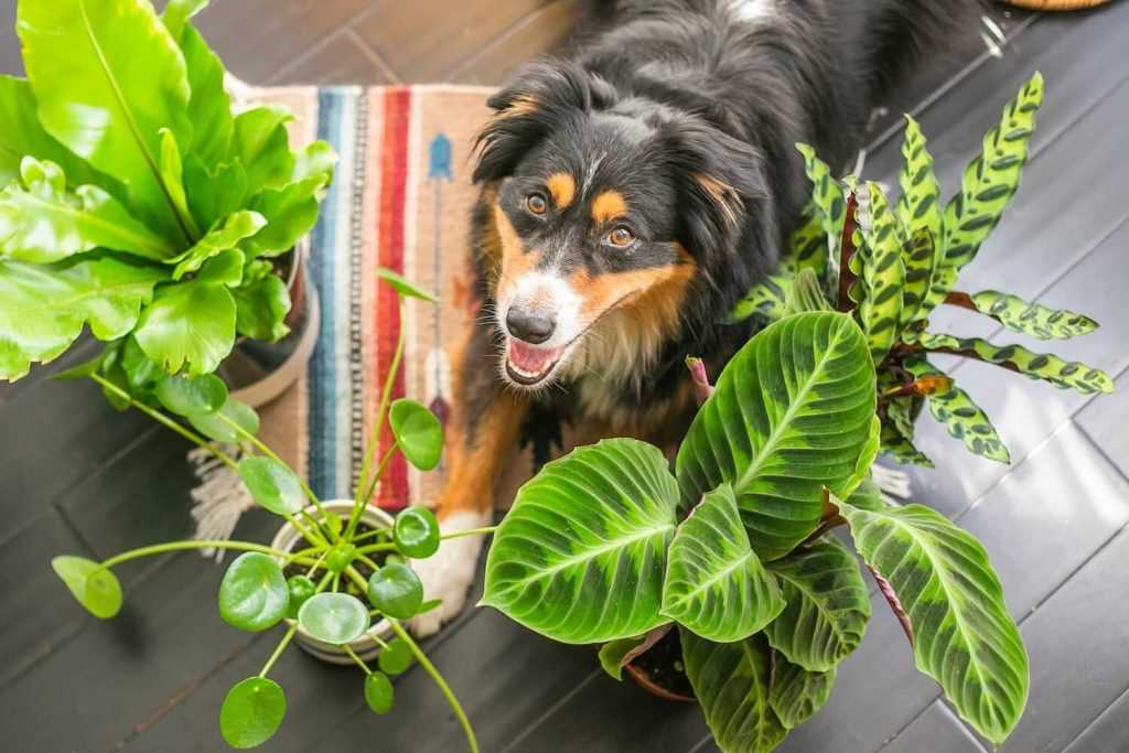 3. Azaleen und Rhododendron