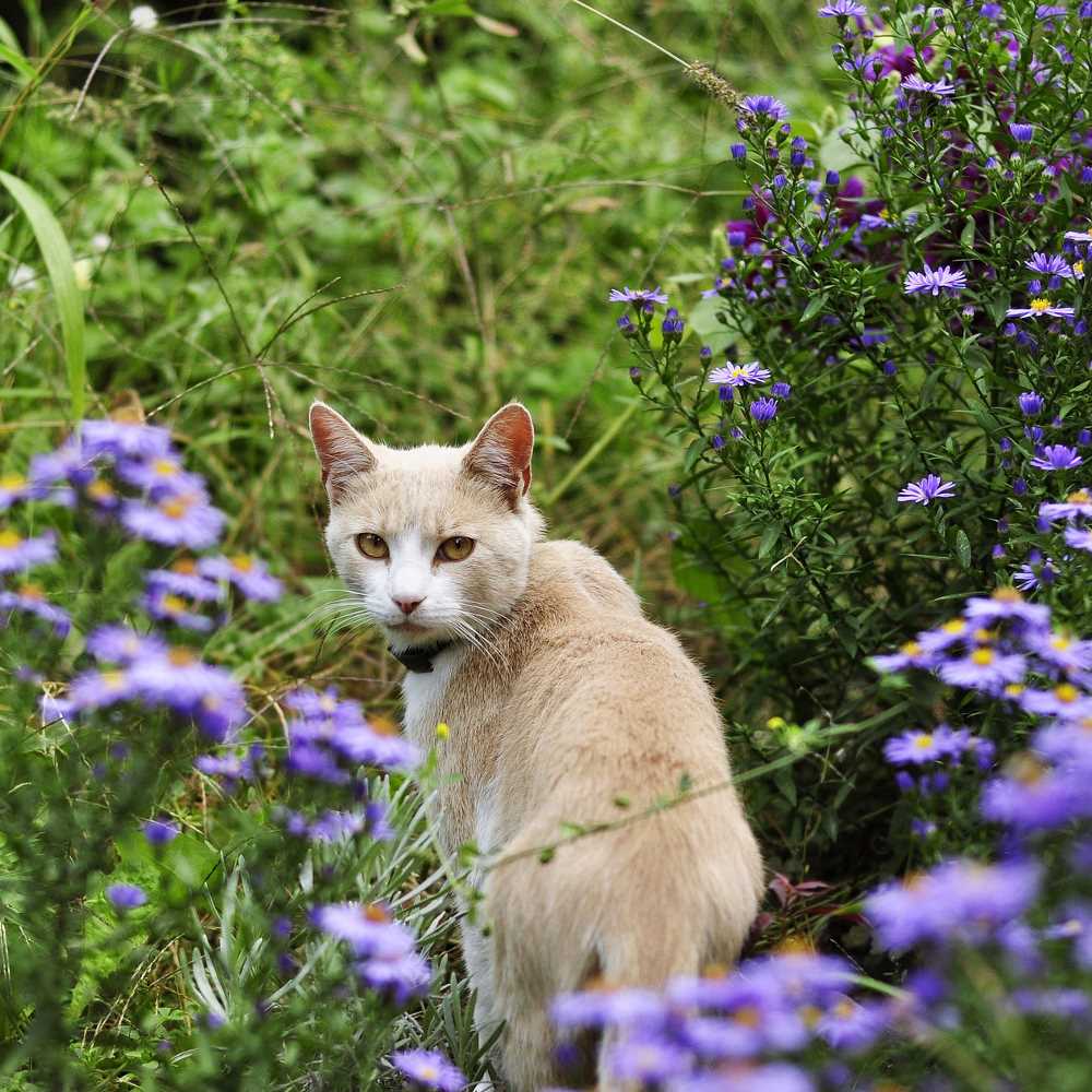 Welche Pflanzen mögen Katzen nicht? Tipps für katzensichere Zimmerpflanzen