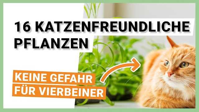 Warum katzensichere Zimmerpflanzen wichtig sind