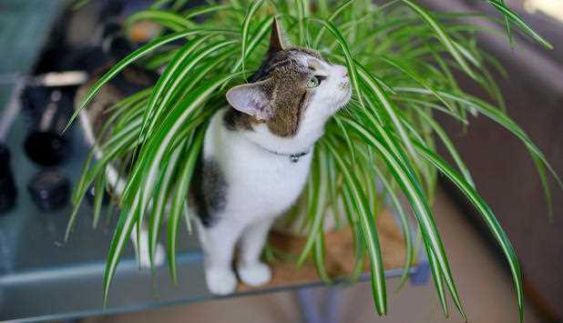 Tipp 4: Katzenfreundliche Alternativen für den Garten