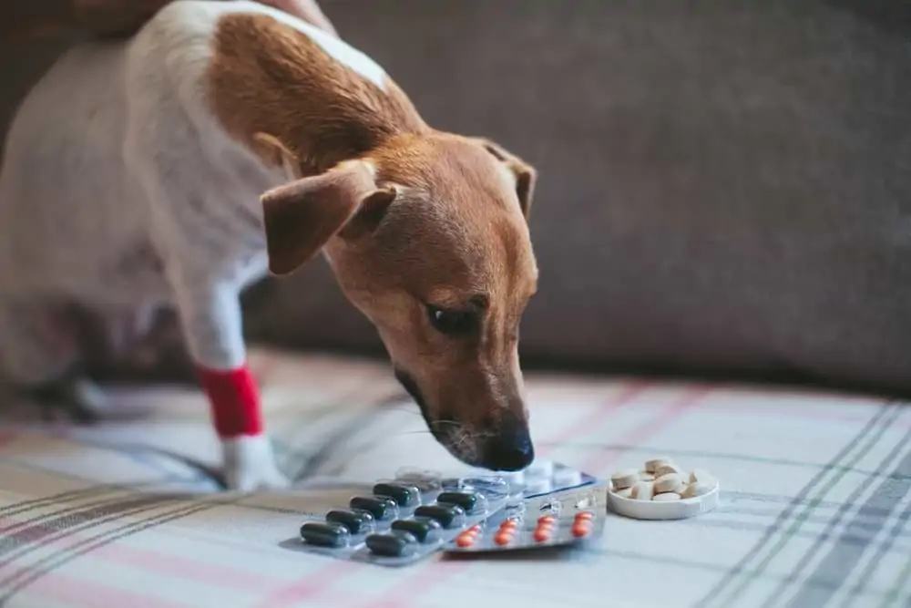 Beliebte nichtsteroidale entzündungshemmende Medikamente für Hunde: