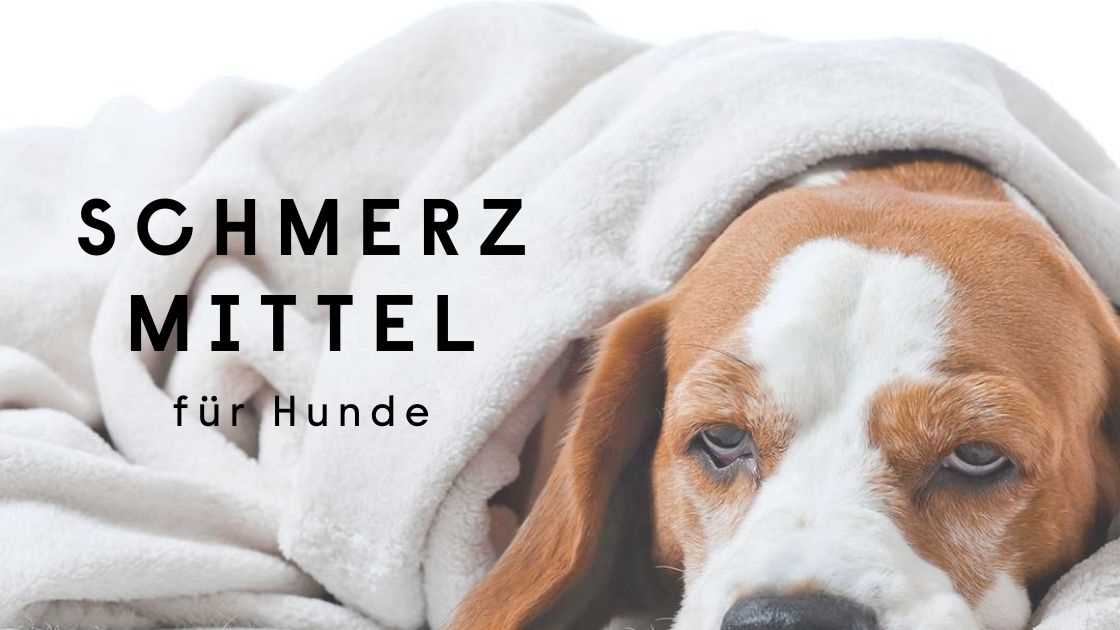 Opioid-Schmerzmittel für Hunde