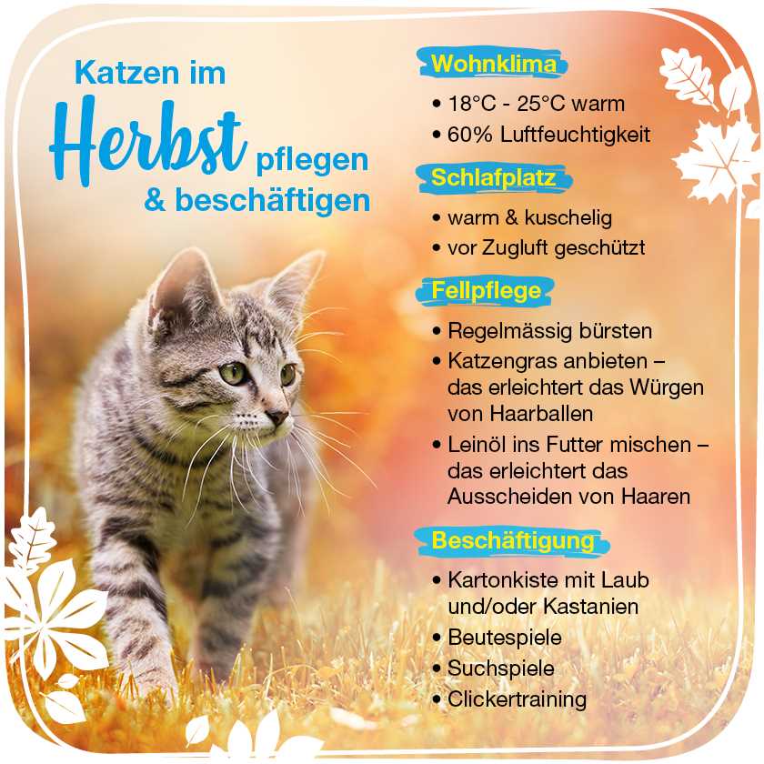 Welche Temperaturen halten Katzen aus? Erfahren Sie, wie gut Katzen Kälte und Hitze vertragen und wie Sie sie schützen können