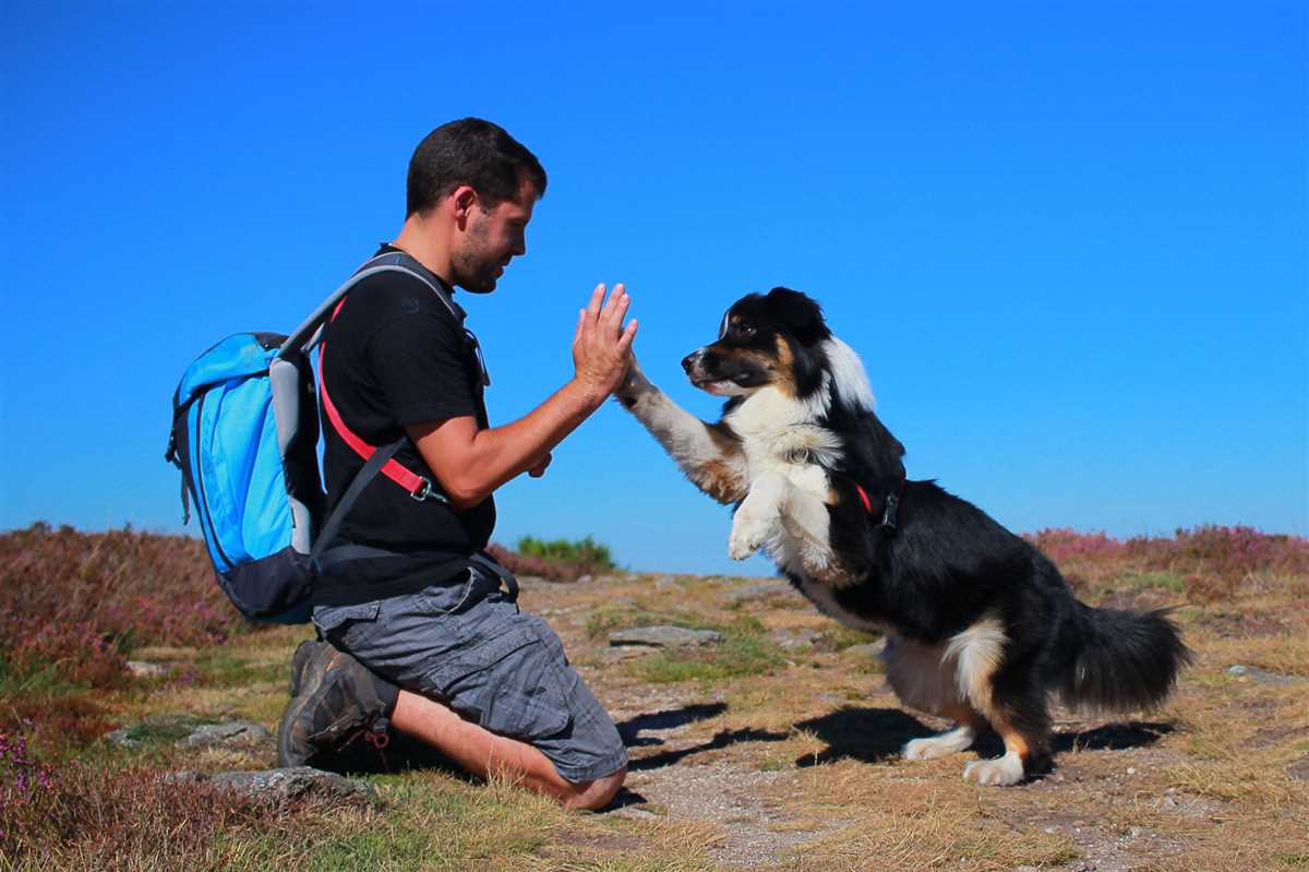 Wie lernt man seinem Hund das Apportieren?