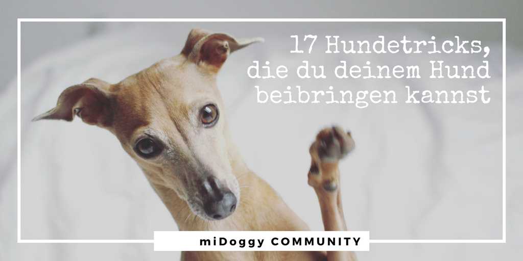 Welche Tricks kann man Hunden beibringen? Tipps und Anleitungen