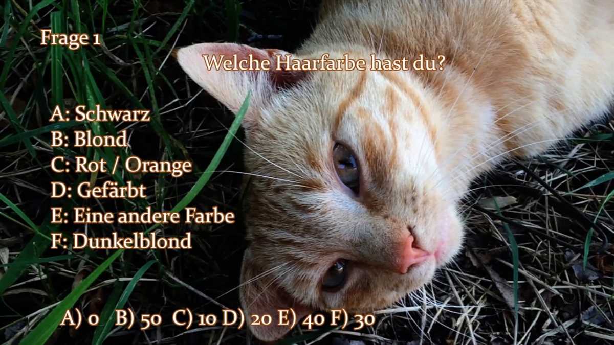 Ergebnis des Warrior Cats Katze Quiz